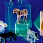 Animal Life Cycle Model Four-Sided Box