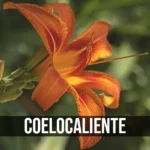 coelocaliente